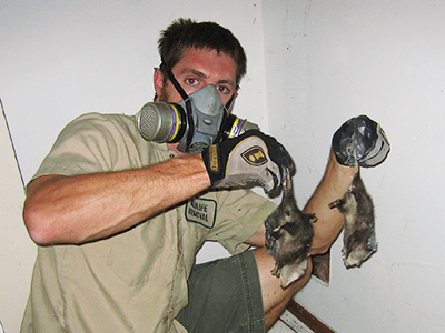 Marietta raccoon trapping